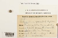 Platygyrium repens image