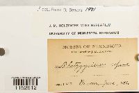 Platygyrium repens image