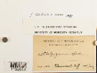 Platygyrium repens image