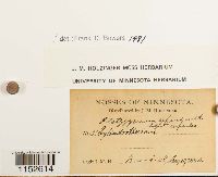 Platygyrium repens image