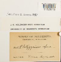 Platygyrium repens image