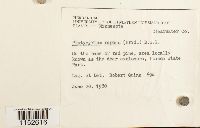 Platygyrium repens image