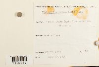 Platygyrium repens image