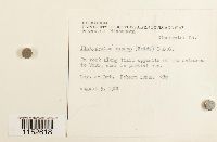 Platygyrium repens image