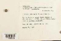 Platygyrium repens image