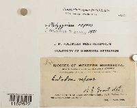 Platygyrium repens image