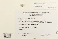 Platygyrium repens image