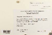 Platygyrium repens image