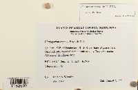 Platygyrium repens image