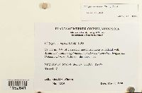 Platygyrium repens image