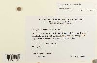 Platygyrium repens image