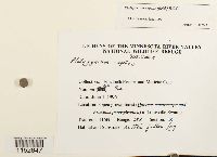 Platygyrium repens image