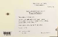 Platygyrium repens image