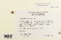 Platygyrium repens image