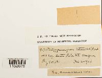 Image Associated With the Occurrence