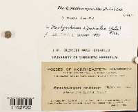 Platyhypnidium riparioides image