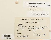 Platyhypnidium riparioides image