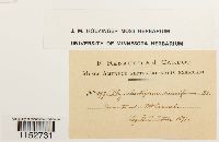 Platyhypnidium riparioides image