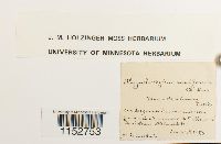 Platyhypnidium riparioides image