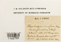 Platyhypnidium riparioides image