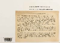 Platyhypnidium riparioides image