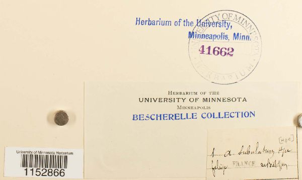 Pleuridium subulatum image