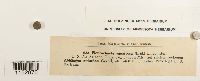 thumbnail image of current specimen