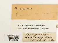 Thumbnail image of current specimen