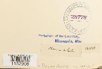 Thumbnail image of current specimen