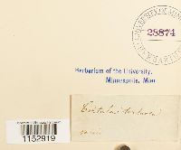 Thumbnail image of current specimen