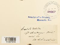 Thumbnail image of current specimen