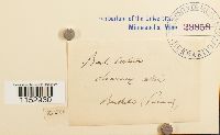 thumbnail image of current specimen