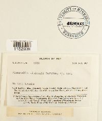 Neolindbergia vitiensis image