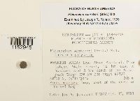 Media resource of Pleurozium schreberi