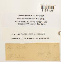 Pleurozium schreberi image