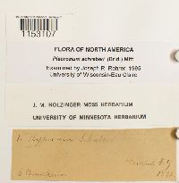 Pleurozium schreberi image