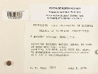 Pleurozium schreberi image