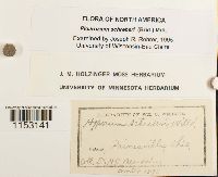 Pleurozium schreberi image