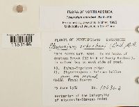 Pleurozium schreberi image