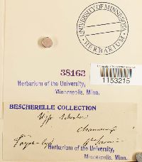 Pleurozium schreberi image