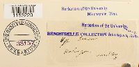 Pleurozium schreberi image