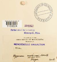 Pleurozium schreberi image