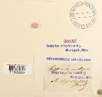 Pleurozium schreberi image