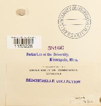Pleurozium schreberi image