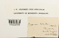 Pleurozium schreberi image