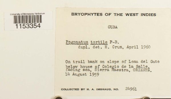 Pogonatum tortile image