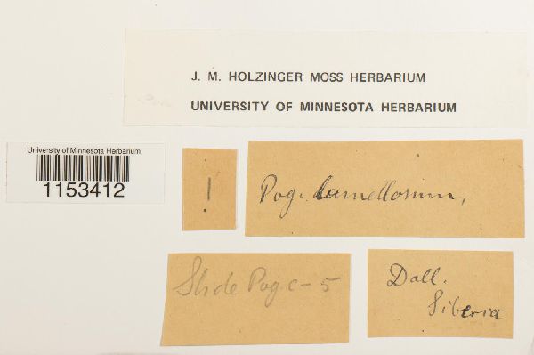 Pogonatum lamellosum image