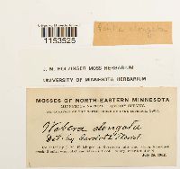 Pohlia elongata image