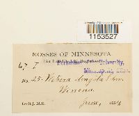 Pohlia elongata image