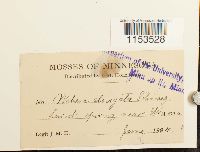 Pohlia elongata image